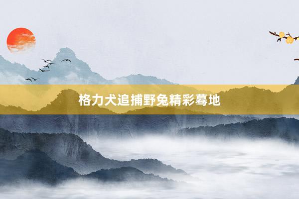格力犬追捕野兔精彩蓦地